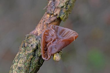 Jews ear (wood ear, Auricularia auricula, Hirneola polytricha, jelly ear, pepeao, Judas's Ear), growing on a tree. Used in folk medicine for complaints including sore throats, sore eyes and jaundice clipart