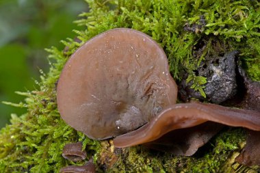 Orman mantarları - yenilebilir mantar Auricularia auricula-judae (Latince 'Judas' ın Kulağı '), Yahudi' nin kulağı, (siyah) ağaç kulağı, jöle kulağı, pepepeao