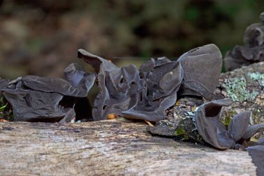 Orman mantarları - yenilebilir mantar Auricularia auricula-judae (Latince 'Judas' ın Kulağı '), Yahudi' nin kulağı, (siyah) ağaç kulağı, jöle kulağı, pepepeao