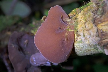 Forest mushrooms - edible mushroom Auricularia auricula-judae (Latin for 'Judas's Ear'), known as the Jew's ear, (black) wood ear, jelly ear, pepeao clipart