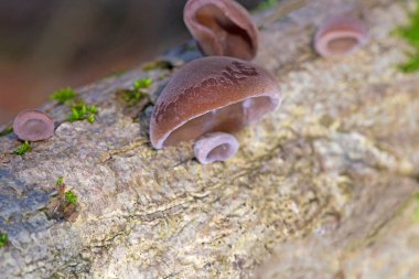 Ölü ağaç gövdesinde Auricularia auricula judae. Ormanda, Orman Kulağı, Yahudi kulağı veya Jöle Kulağı (Auricularia auricula-judae) olarak bilinen yenilebilir mantarlar..