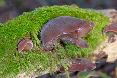 Ölü ağaç gövdesinde Auricularia auricula judae. Ormanda, Orman Kulağı, Yahudi kulağı veya Jöle Kulağı (Auricularia auricula-judae) olarak bilinen yenilebilir mantarlar..