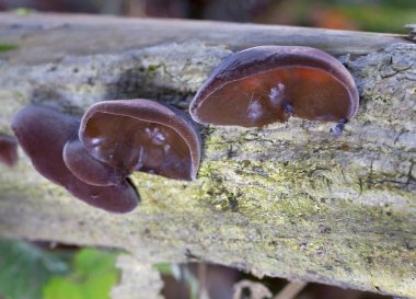 Auricularia auricula-judae ya da yaşlı bir ağaçtaki Yahudi kulak mantarının fotoğrafı. Ormanda, Orman Kulağı, Yahudi kulağı veya Jöle Kulağı (Auricularia auricula-judae) olarak bilinen yenilebilir mantarlar. 
