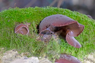 Auricularia auricula-judae ya da yaşlı bir ağaçtaki Yahudi kulak mantarının fotoğrafı. Ormanda, Orman Kulağı, Yahudi kulağı veya Jöle Kulağı (Auricularia auricula-judae) olarak bilinen yenilebilir mantarlar. 