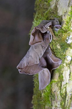 Auricularia auricula-judae ya da yaşlı bir ağaçtaki Yahudi kulak mantarının fotoğrafı. Ormanda, Orman Kulağı, Yahudi kulağı veya Jöle Kulağı (Auricularia auricula-judae) olarak bilinen yenilebilir mantarlar. 