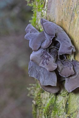 Auricularia auricula-judae ya da yaşlı bir ağaçtaki Yahudi kulak mantarının fotoğrafı. Ormanda, Orman Kulağı, Yahudi kulağı veya Jöle Kulağı (Auricularia auricula-judae) olarak bilinen yenilebilir mantarlar. 