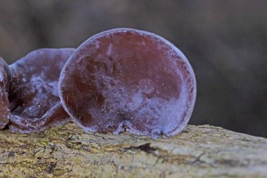 Ölü ağaç gövdesinde Auricularia auricula judae. Ormanda, Orman Kulağı, Yahudi kulağı veya Jöle Kulağı (Auricularia auricula-judae) olarak bilinen yenilebilir mantarlar..