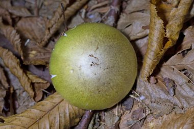 Amanita falloides, Amanita cinsinin bir çok türünden biri olan ölümcül bazidiomicete mantarıdır. Bilinen en zehirli mantarlardan biridir.. 