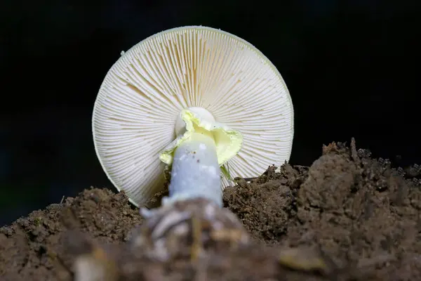 Amanita falloides, Amanita cinsinin bir çok türünden biri olan ölümcül bazidiomicete mantarıdır. Bilinen en zehirli mantarlardan biridir.. 