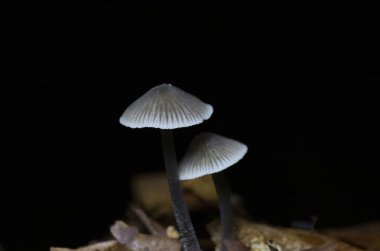 Mycena cinerella, Mycenaceae familyasından yenemeyen bir mantar türüdür. Çam ve köknar altında dökülen yapraklar ve iğneler üzerinde gruplar halinde yetiştiği Avrupa 'da bulunur.. 