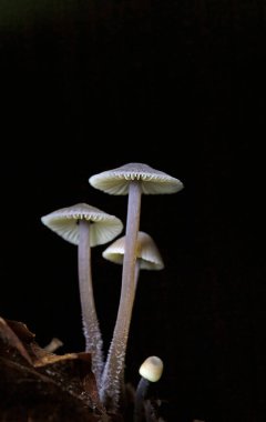 Mycena cinerella, Mycenaceae familyasından yenemeyen bir mantar türüdür. Çam ve köknar altında dökülen yapraklar ve iğneler üzerinde gruplar halinde yetiştiği Avrupa 'da bulunur.. 