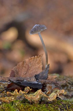 Mycena galopus, Agaricales familyasından yenemeyen bir mantar türüdür (