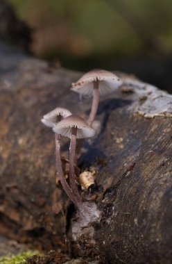 Mycena haematopus yaygın olarak kanayan peri miğferi olarak bilinir Burgundydrop bonesi ya da kanayan Mycena. Agaricales familyasından Mycenaceae familyasından bir mantar türü.