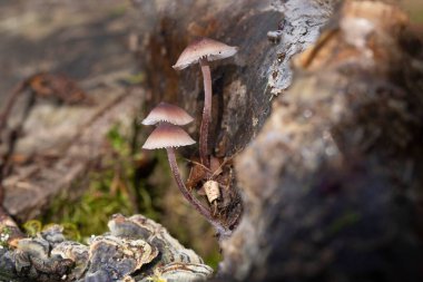 Mycena haematopus yaygın olarak kanayan peri miğferi olarak bilinir Burgundydrop bonesi ya da kanayan Mycena. Agaricales familyasından Mycenaceae familyasından bir mantar türü.