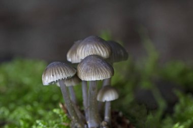 Mycena leptocephala (Mycena metata), Mycenaceae familyasından bir mantar türüdür. Mantarların çapı 3 cm 'ye kadar ulaşan konik grimsi kapsülleri vardır. 