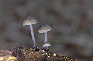 Mycena leptocephala (Mycena metata), Mycenaceae familyasından bir mantar türüdür. Mantarların çapı 3 cm 'ye kadar ulaşan konik grimsi kapsülleri vardır. 