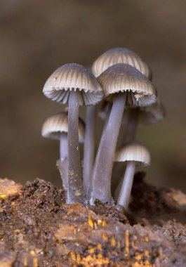 Mycena leptocephala (Mycena metata), Mycenaceae familyasından bir mantar türüdür. Mantarların çapı 3 cm 'ye kadar ulaşan konik grimsi kapsülleri vardır. 