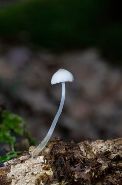 Mycena arcangeliana is a species of Mycenaceae fungus.It produces small mushrooms with caps varying in colour from whitish to a darker grey-brown clipart