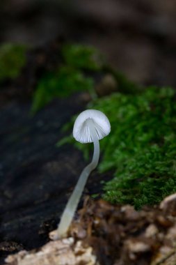 Mycena arcangeliana is a species of Mycenaceae fungus.It produces small mushrooms with caps varying in colour from whitish to a darker grey-brown clipart