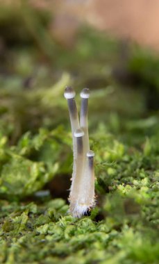 Primordials of Mycena arcangeliana. Mycena arcangeliana is a species of Mycenaceae fungus.It produces small mushrooms with caps varying in colour from whitish to a darker grey-brown clipart