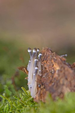 Primordials of Mycena arcangeliana. Mycena arcangeliana is a species of Mycenaceae fungus.It produces small mushrooms with caps varying in colour from whitish to a darker grey-brown clipart