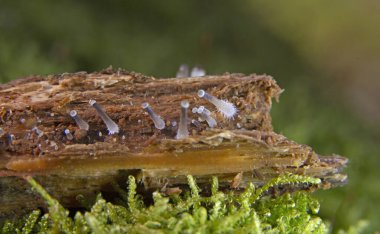 Mycena Arcangeliana 'nın ilkel örnekleri. Mycena Arcangeliana, Mycenaceae mantarının bir türüdür. Beyazdan daha koyu gri-kahverengi renge kadar değişen başlıklı küçük mantarlar üretir.