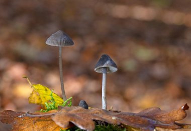 Mycena polygramma, Mycenaceae familyasından bir mantar türüdür. Yenilemez meyve gövdeleri küçük, soluk gri-kahverengi mantarlar geniş konik kapsülleri ve pembe solungaçları var.