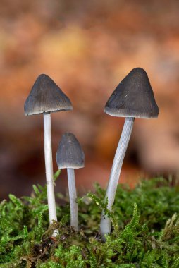 Mycena polygramma, commonly known as the grooved bonnet, is a species of mushroom in the family Mycenaceae. The inedible fruit bodies are small, pale gray-brown mushrooms with broadly conical caps, pinkish gills clipart