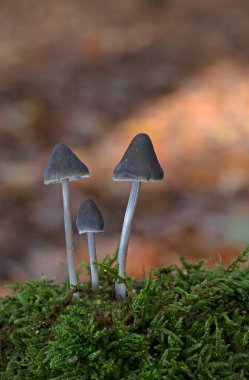 Mycena polygramma, commonly known as the grooved bonnet, is a species of mushroom in the family Mycenaceae. The inedible fruit bodies are small, pale gray-brown mushrooms with broadly conical caps, pinkish gills clipart