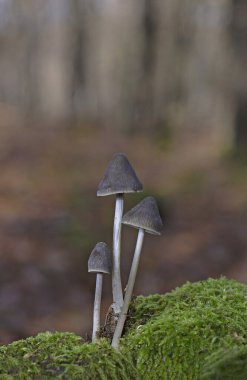 Mycena polygramma, commonly known as the grooved bonnet, is a species of mushroom in the family Mycenaceae. The inedible fruit bodies are small, pale gray-brown mushrooms with broadly conical caps, pinkish gills clipart