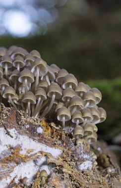 Mycena inclinata, Mycenaceae familyasından bir mantar türüdür..