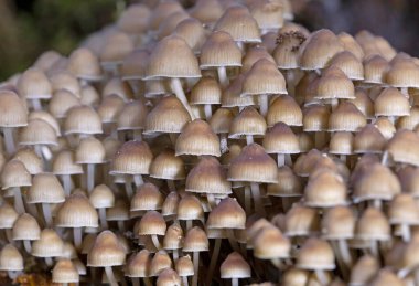Mycena inclinata, Mycenaceae familyasından bir mantar türüdür..
