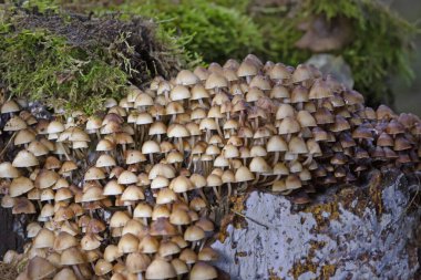 Mycena inclinata, Mycenaceae familyasından bir mantar türüdür..