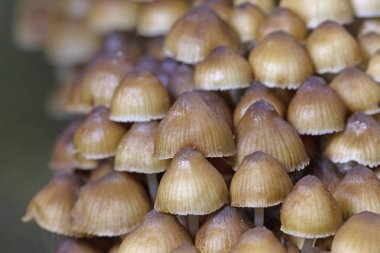 Mycena inclinata mushroom on old stump. Group of brown small mushrooms on a tree. Inedible mushroom mycena. Selective focus. clipart