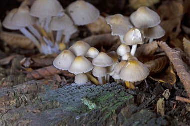 Yaşlı kütüğün üzerinde Mycena inclinata mantarı. Ağaçtaki bir grup kahverengi küçük mantar. Yenilmez mantar micenası. Seçici odak.