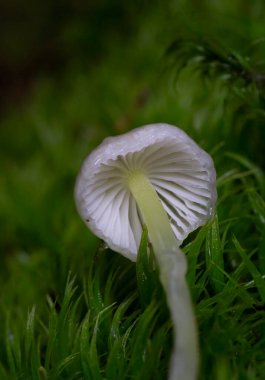 Mycena epipterygia is a species of fungus in the family Mycenaceae of mushrooms commonly found in Europe.It is commonly known as yellowleg bonnet or yellow-stemmed mycena.Appearance is quite variable clipart