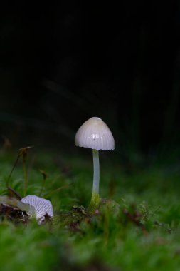 Mycena epipterygia, Avrupa 'da yaygın olarak bulunan Mycenaceae familyasından bir mantar türüdür. Yaygın olarak sarı başlık ya da sarı saplı micenin olarak bilinir. Görünüm oldukça değişkendir.