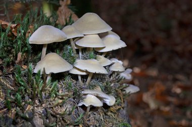 Mycena galericulata, başlık, toque mycena, micena veya pembe-solungaç peri miğferi olarak bilinen bir mantar türüdür..