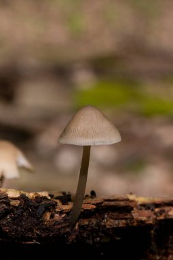 Mycena galericulata, başlık, toque mycena, micena veya pembe-solungaç peri miğferi olarak bilinen bir mantar türüdür..