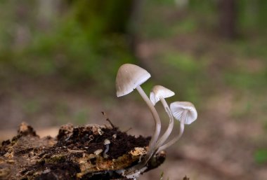 Mycena galericulata, başlık, toque mycena, micena veya pembe-solungaç peri miğferi olarak bilinen bir mantar türüdür..