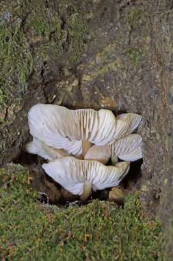 Mycena galericulata, başlık, toque mycena, micena veya pembe-solungaç peri miğferi olarak bilinen bir mantar türüdür..