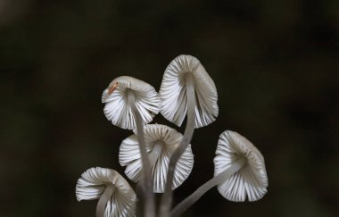 Mycena galericulata is a mushroom species commonly known as the common bonnet, the toque mycena, the common mycena or the rosy-gill fairy helmet. clipart