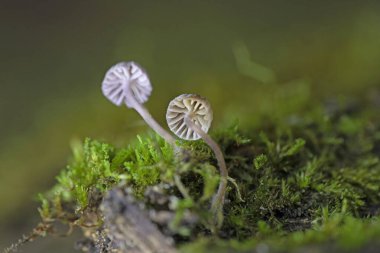 Mycena meliigena çürüyen ahşap üzerinde büyüyen küçük mor renkli mantar. Mycena meliigena, güzel mantarlar..