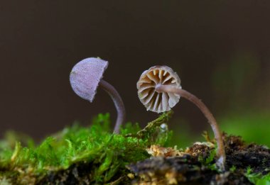 Mycena meliigena minicik mor renkli mantar çürüyen odunların üzerinde yetişir. Mycena meliigena (syn Mycena corticola), koleksiyoncular tarafından nadiren birkaç milimetreden fazla ölçülen muhteşem bir mantardır..