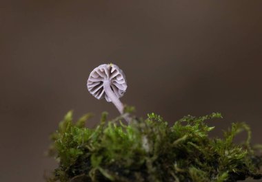 Mycena meliigena minicik mor renkli mantar çürüyen odunların üzerinde yetişir. Mycena meliigena (syn Mycena corticola), koleksiyoncular tarafından nadiren birkaç milimetreden fazla ölçülen muhteşem bir mantardır..