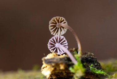 Mycena meliigena minicik mor renkli mantar çürüyen odunların üzerinde yetişir. Mycena meliigena (syn Mycena corticola), koleksiyoncular tarafından nadiren birkaç milimetreden fazla ölçülen muhteşem bir mantardır..