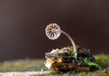 Mycena meliigena tiny purple colored mushroom growing on decaying wood. Mycena meliigena, beatiful mushrooms. clipart