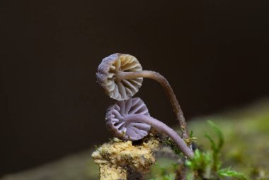 Mycena meliigena minicik mor renkli mantar çürüyen odunların üzerinde yetişir. Mycena meliigena (syn Mycena corticola), koleksiyoncular tarafından nadiren birkaç milimetreden fazla ölçülen muhteşem bir mantardır..