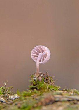 Mycena meliigena tiny purple colored mushroom growing on decaying wood. Mycena meliigena, beatiful mushrooms. clipart