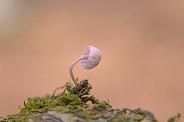 Mycena meliigena çürüyen ahşap üzerinde büyüyen küçük mor renkli mantar. Mycena meliigena, güzel mantarlar..